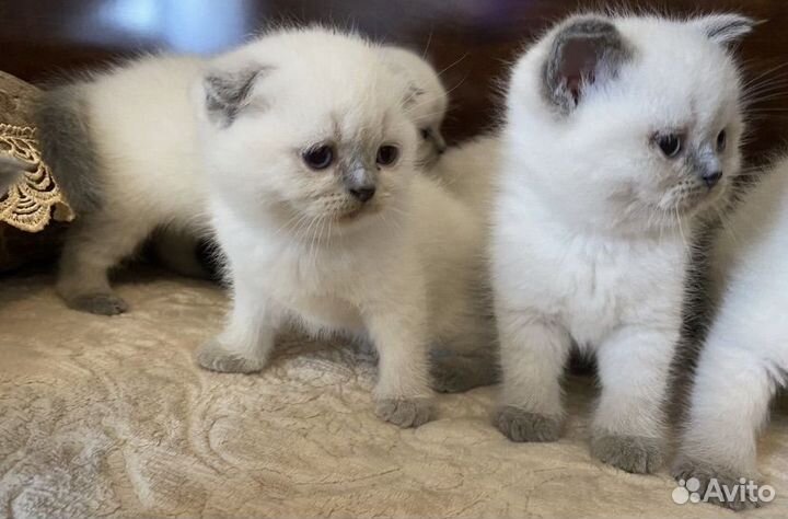 Шотландские котята