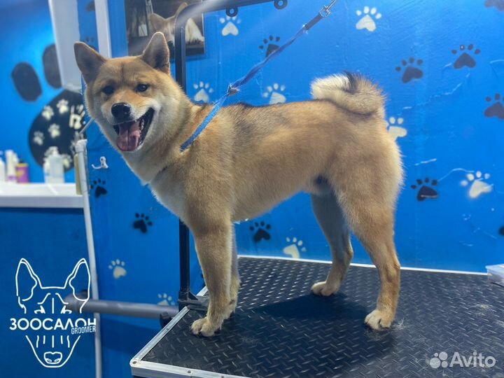 Стрижка собак и кошек/тримминг (груминг в Groomer)