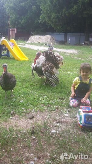 Гусята, индюшата, куры Брама и хохлатые, индоутята