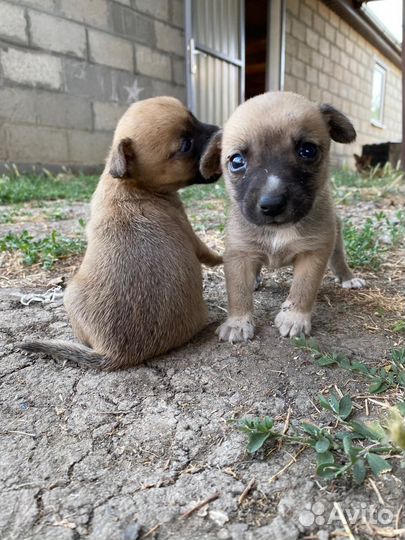 Отдам щенят в добрые руки