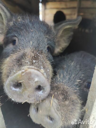 Поросята венгерской мангалицы