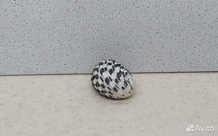 Нерита. 3,7 морская ракушка раковина