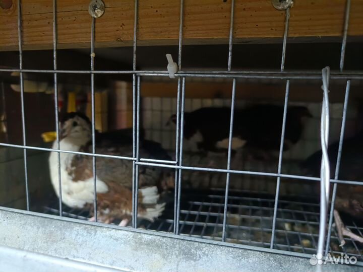 Смокинговый перепел