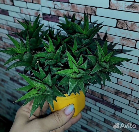 Кактусы и суккуленты