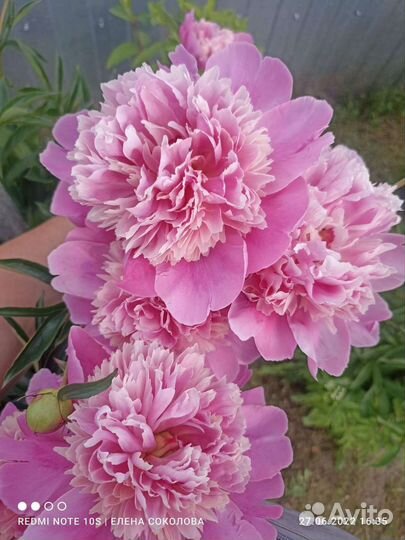 Продаю пионы