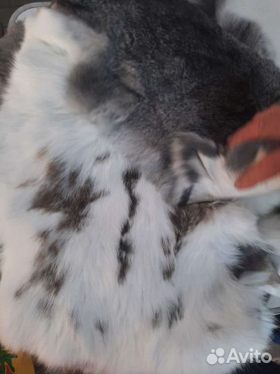 Крыло гуся шкурки кролика