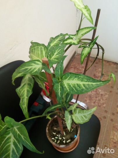 Фикус, бегония и др