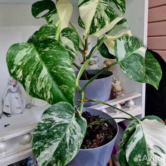 Монстера вариегатная альба