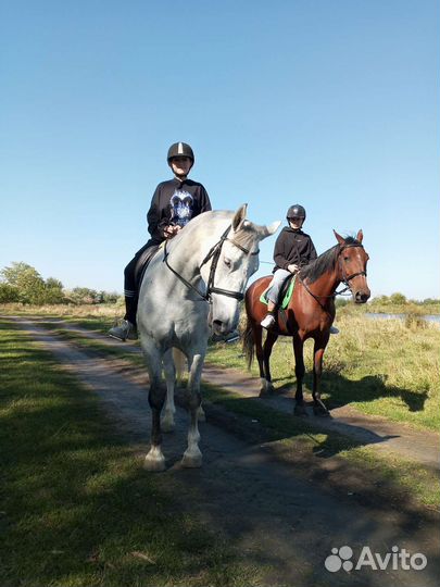 Конные прогулки, верховая езда,фотосессии