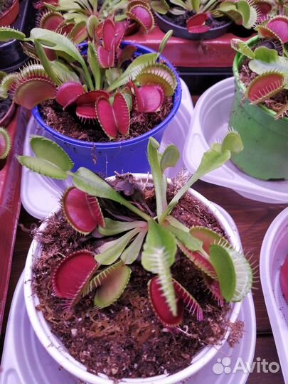 Венерина мухоловка, дионея