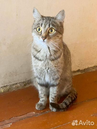 Кошечка подросток ищет дом