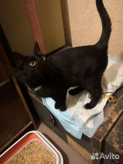 Кашечка ждет своих хозяев