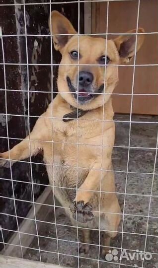 Пёсик коротколапик