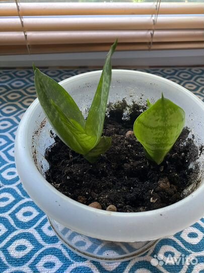 Сансевиерия