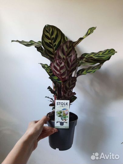 Калатея макояна