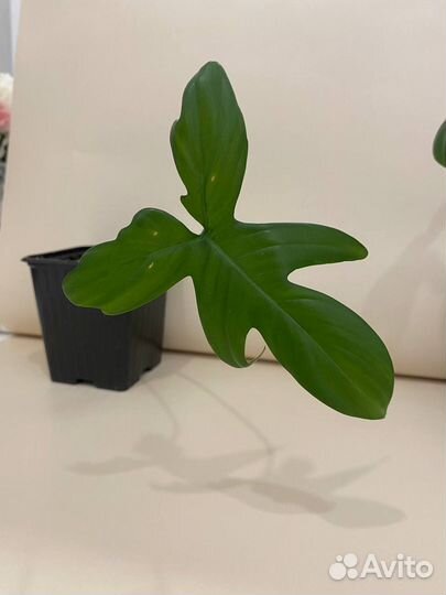 Филодендрон лиана комнатная