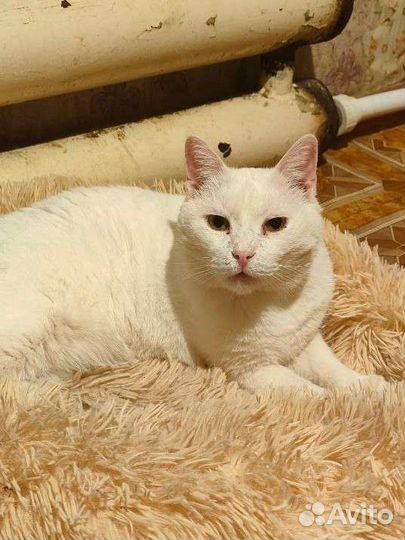 Приют Кошкин дом ждёт Вас