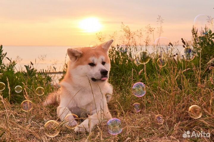 Услуги кинолога / дрессировка собак