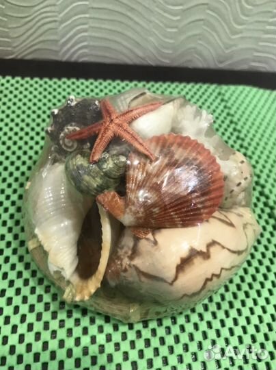 Морские ракушки и кораллы