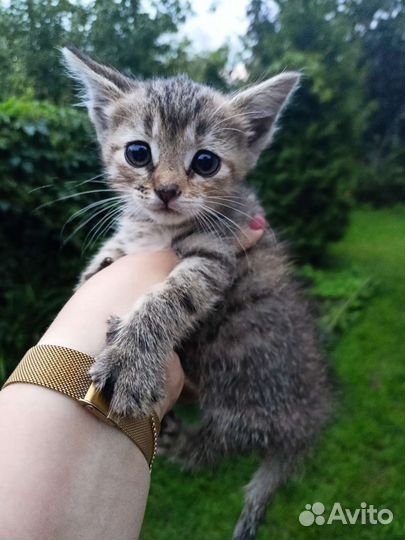 Котенок девочка