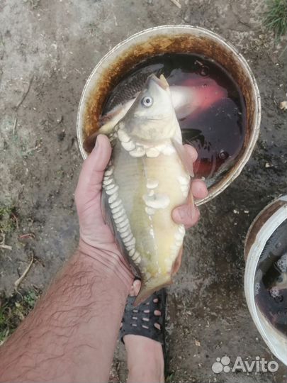 Малёк карпа