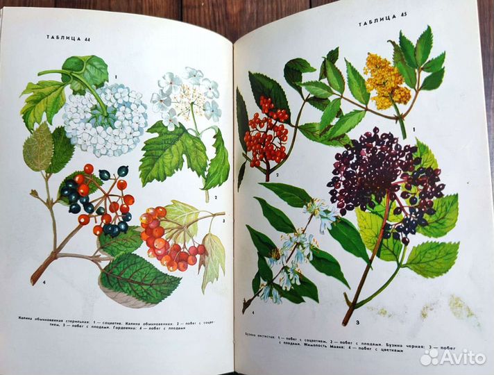 Ботанические книги деревья и кустарники