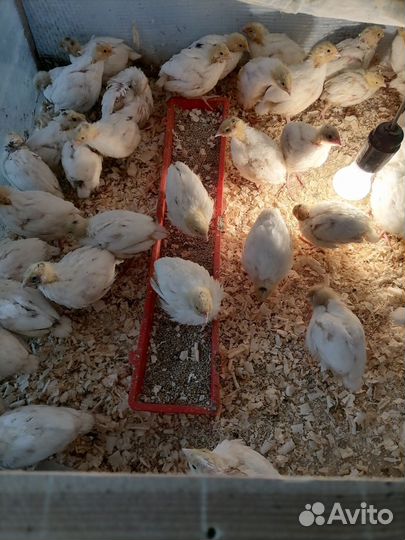 Перепелята