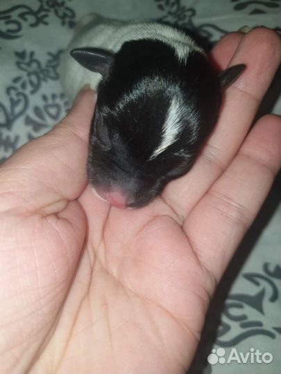 Маленькая собака