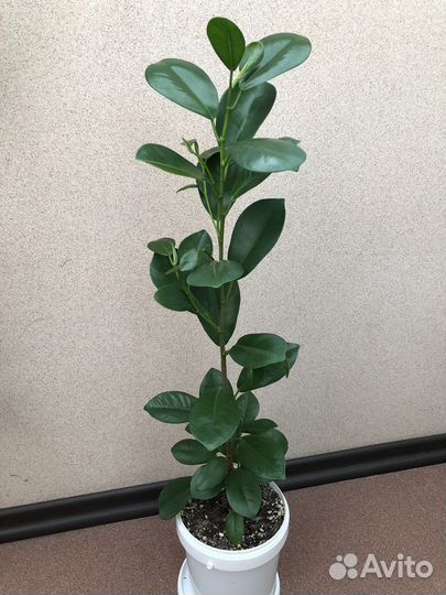 Фикус мокламе