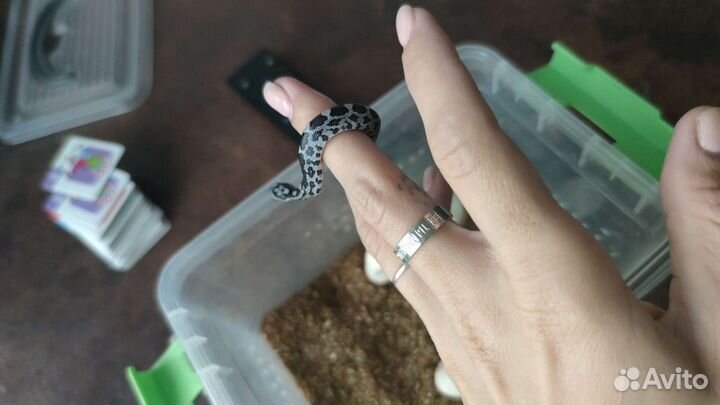 Малыши маисового полоза