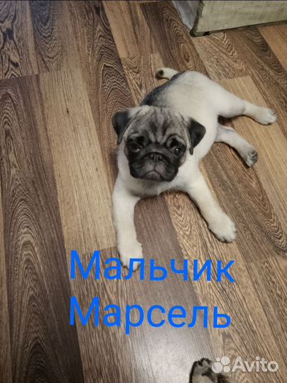 Щенки мопса