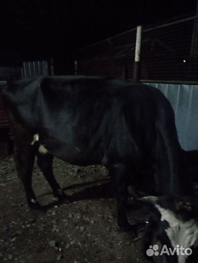 Коровы и бычок