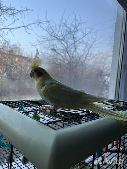 Попугай корелла