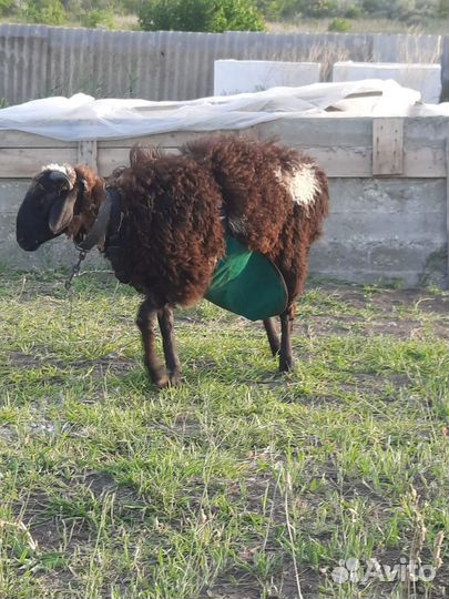 Гисарские овцы