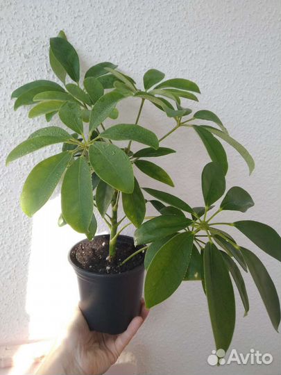 Шефлера древовидная, Диффенбахия Леопольда