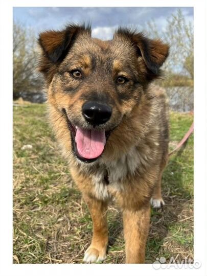 Чудо собачка для семьи