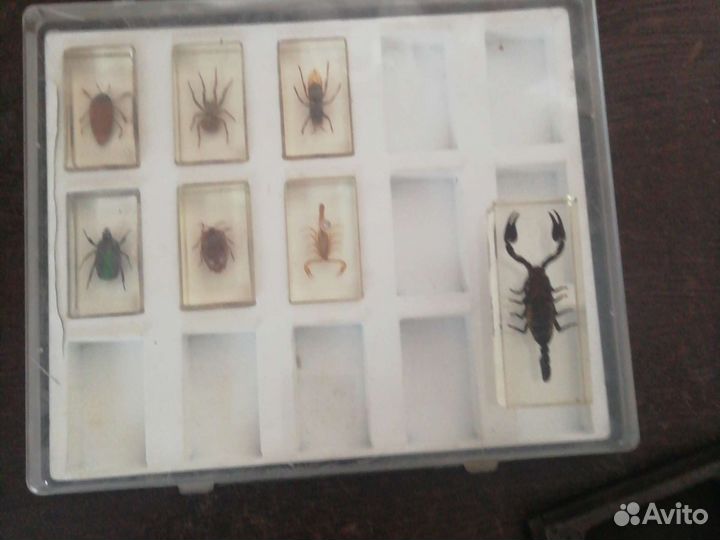 Насекомые в стекле