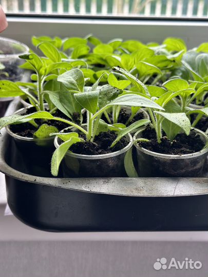 Рассада ампельной петунии