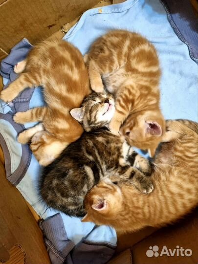Британские котята