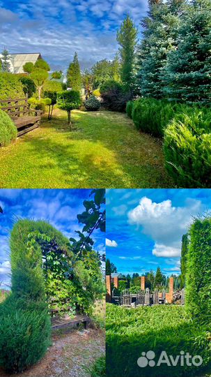 Хвойные растения(Питомник) Ландшафтный дизайн