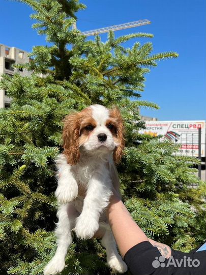 Кавалер кинг чарльз спаниель