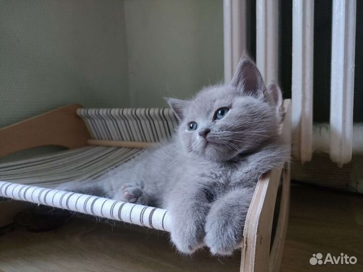 Шотландская кошка