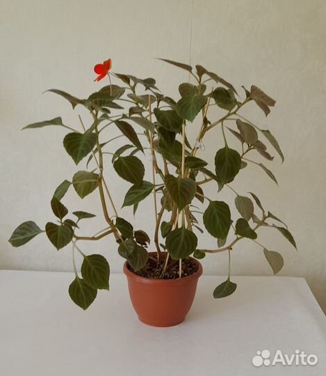 Бальзамин (ванька мокрый)