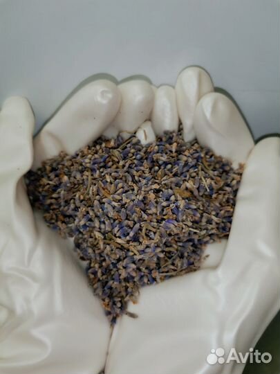 Лаванда цветки