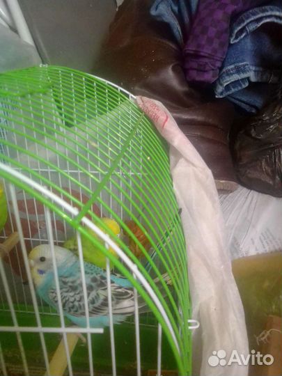 Волнистый попугай