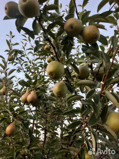 Груша сорт лада И просто мария