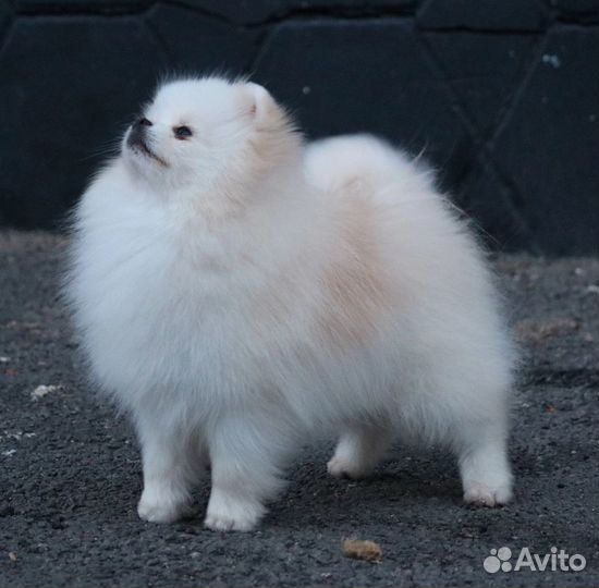 Померанский шпиц мини щенок белый