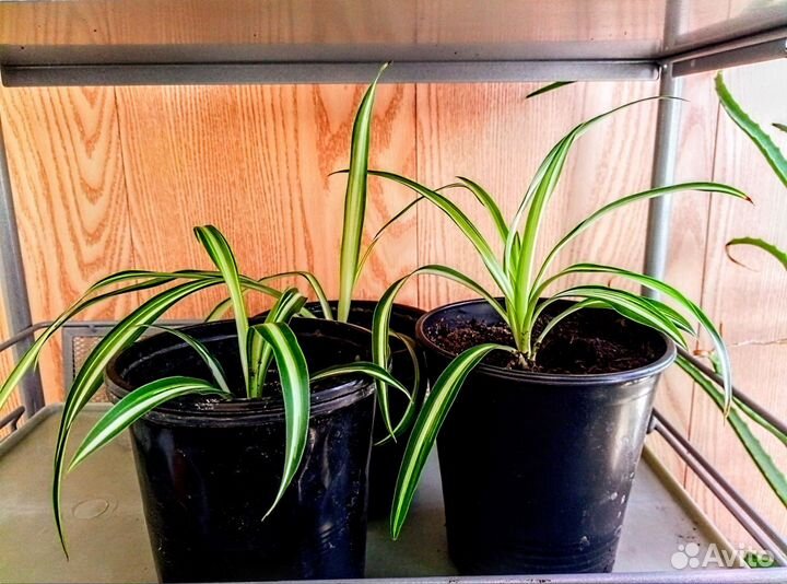 Хлорофитум