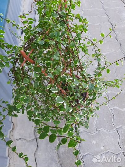 Фикус Санни