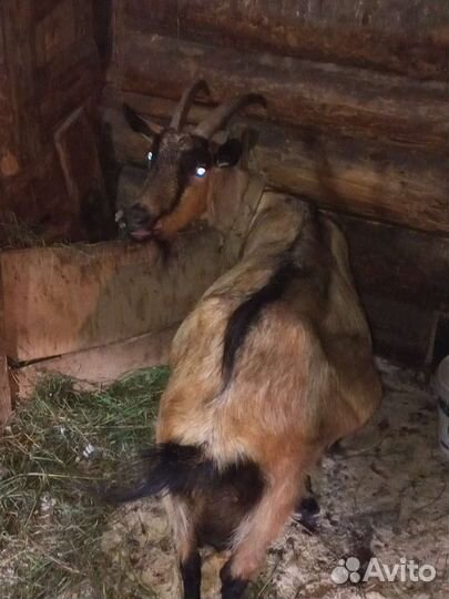 Коза дойная, стельная